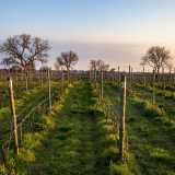 Paolo esegue l'aratura manuale almeno due volte volte all'anno con l'ausilio dei cavalli, per assicurarsi che le radici si sviluppino in verticale assorbendo nutrimento e sali minerali e tratta il vigneto con metodi naturali come la cera d'api, che non incidono sulla linfa della pianta
